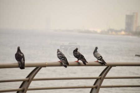 Téléchargez les photos : Une vue aérienne de pigeons perchés sur la clôture de la plage - en image libre de droit