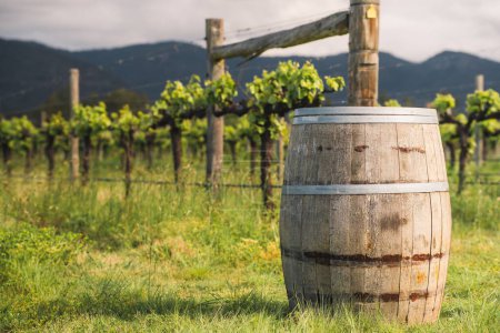 Téléchargez les photos : Un tonneau de vin dans le vignoble de Hunter Valley, NSW - en image libre de droit