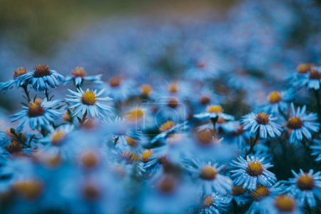 Foto de Un foco selectivo de flores de margarita en un campo - Imagen libre de derechos