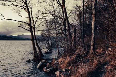 Téléchargez les photos : Une vue en angle bas d'une belle forêt près du lac - en image libre de droit