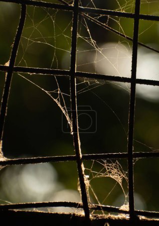 Téléchargez les photos : Un plan vertical de toile d'araignée sur une clôture métallique sur fond flou - en image libre de droit