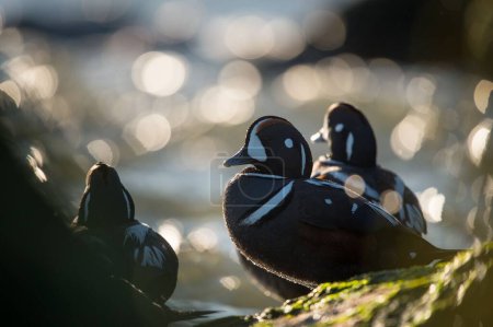 Téléchargez les photos : Les arlequins canards perchés sur les roches moussues au rivage à la lumière du soleil - en image libre de droit