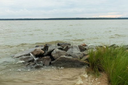 Téléchargez les photos : Les rochers, l'herbe verte sur la rive de la rivière York, et la ligne d'horizon à l'horizon à Gloucester Virginie États-Unis - en image libre de droit