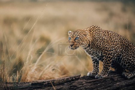 Foto de Un primer plano de un leopardo africano de pie sobre una rama de árbol caído y curiosamente mirando hacia adelante - Imagen libre de derechos