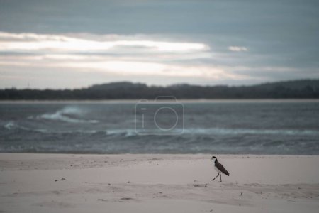 Photo for A Masked lapwing walking along the Australian coastline - Royalty Free Image