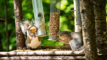 Téléchargez les photos : Une vue des écureuils mangeant des noix dans la nature - en image libre de droit
