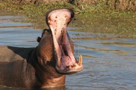 Nahaufnahme eines Flusspferdes (Nilpferd-Amphibie) in einem Teich in Sabi Sands, Südafrika mit offenem Maul