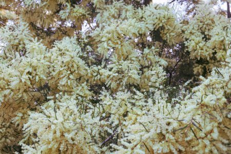 Foto de Un primer plano de rizo amarillo en flor de primavera - Imagen libre de derechos