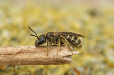 Photo for A closeup of female furrow bee on the edge of small wooden log - Royalty Free Image