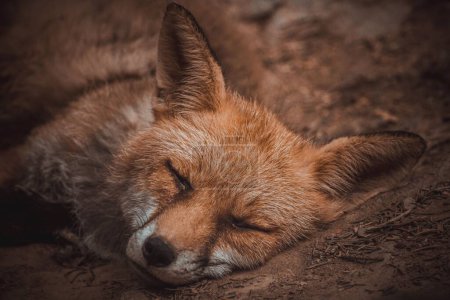 Téléchargez les photos : Un gros plan d'un mignon renard endormi sur un sol au zoo - en image libre de droit