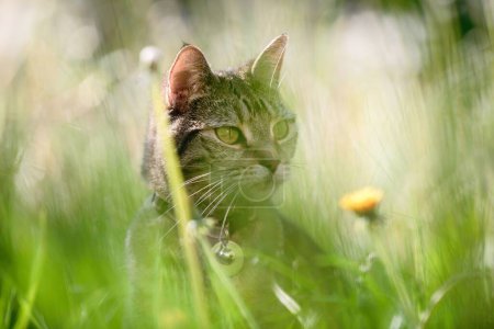 Téléchargez les photos : Un chat domestique britannique tabby à poil court adopte une posture royale au milieu d'un arrière-plan de belle longue herbe naturelle. - en image libre de droit
