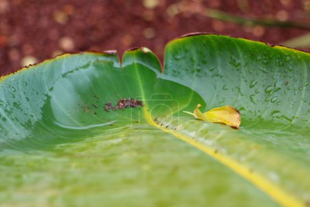 Foto de La macro toma de una hoja verde mojada de Strelitzia nicolai sobre el follaje - Imagen libre de derechos