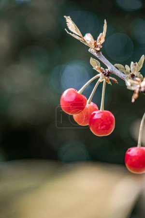 Foto de Un disparo vertical de las cerezas rojas en una rama de árbol en un enfoque de primer plano - Imagen libre de derechos