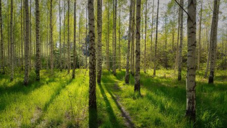 Photo for A scenic view of tree birches in a forest filled with sunrays - Royalty Free Image