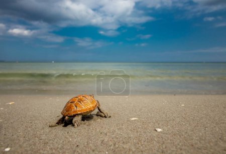Photo for A closeup of an Ornate box turtle on the beach under the sunlight with a blurry background - Royalty Free Image