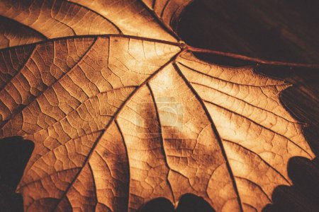 A closeup of a dry maple leaf. Autumn leaf detail.