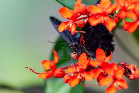 Téléchargez les photos : Un gros plan d'un mormon écarlate (Papilio rumanzovia) sur Clerodendrum speciosissimum - en image libre de droit
