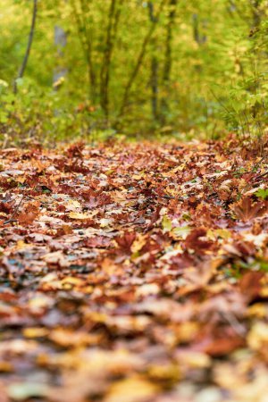 Foto de Un primer plano vertical de las hojas de otoño en el suelo árboles verdes fondo borroso - Imagen libre de derechos