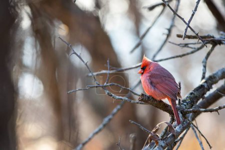 Téléchargez les photos : Plan sélectif d'un mâle cardinal du nord perché sur une branche d'arbre nu - en image libre de droit