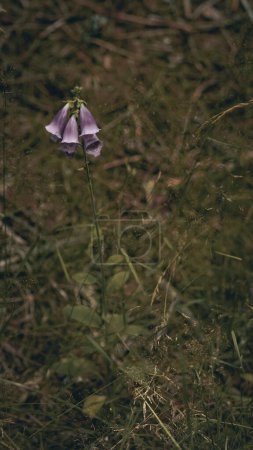 Photo for A vertical closeup of foxglove flowers (Digitalis) growing in green grass - Royalty Free Image