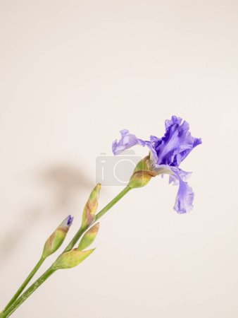 Foto de Un plano vertical de un hermoso iris alemán púrpura (Iris germanica) con una pared rosa en el fondo - Imagen libre de derechos