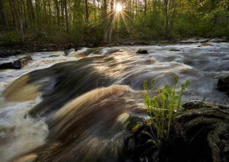 Téléchargez les photos : Une rivière traversant la forêt verte - en image libre de droit