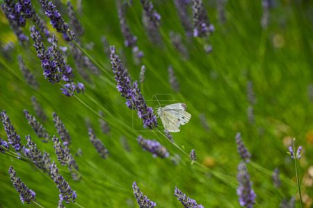 Téléchargez les photos : Un papillon blanc de chou (Pieris rapae) se nourrissant de nectar dans un beau champ de lavande - en image libre de droit