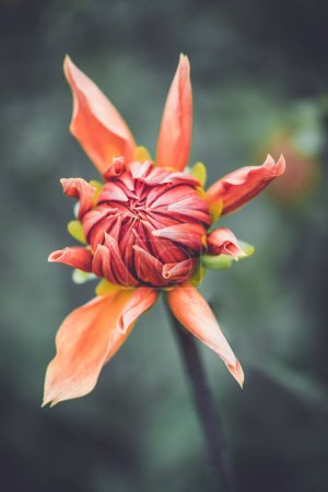 Foto de Un plano vertical de un capullo de flores de dalia naranja sobre un fondo borroso - Imagen libre de derechos
