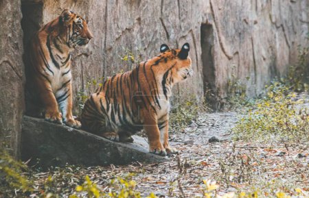 Photo for A two Royal Bengal tigers captured sitting sadly after death of their friend - Royalty Free Image