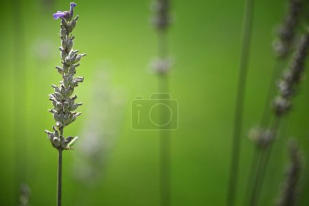Photo for A selective focus of foxglove flowers (Digitalis) growing in green field in sunlight - Royalty Free Image