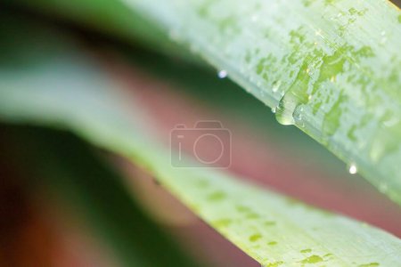 Foto de La macro toma de Strelitzia nicolai mojada sale sobre el follaje - Imagen libre de derechos