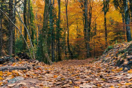 Téléchargez les photos : Un beau paysage d'une forêt d'automne jaune calme - en image libre de droit
