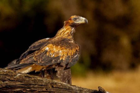 Téléchargez les photos : Un gros plan d'un Aigle à queue compensée juvénile avec de belles plumes noires et orange - en image libre de droit