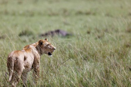 Téléchargez les photos : Une Lionne marchant et rugissant dans l'herbe dans le Masai Mara, Kenya - en image libre de droit