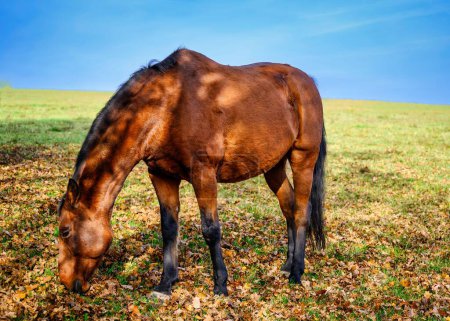 Photo for A view of a beautiful horse in nature in the background a pasture - Royalty Free Image
