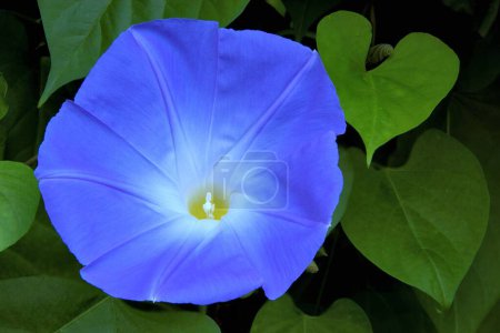 Foto de Primer plano de hojas de Morning Glory en forma de corazón y una sola flor con pétalos azul brillante y halo blanco que rodea un centro amarillo dorado. - Imagen libre de derechos
