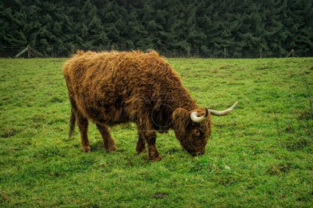 Photo for A longhorned Highlander cow or bull grazing in the field - Royalty Free Image