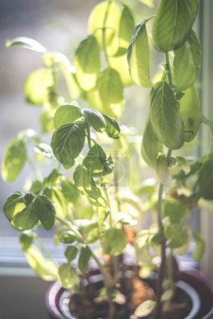 Foto de Un hermoso primer plano de una planta con hermosas hojas verdes - Imagen libre de derechos