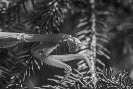 Foto de Una escala de grises de una mantis europea (Mantis religiosa) descansando sobre un árbol sobre el fondo borroso - Imagen libre de derechos