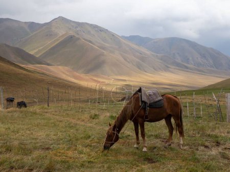A horse grazing in Tian Shan mountains, Kyrgyzstan
