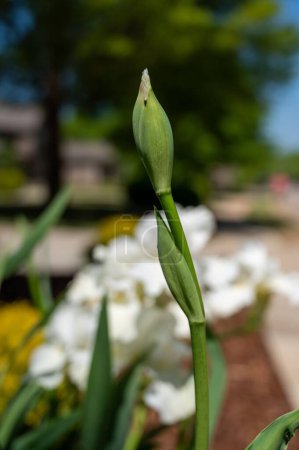 Foto de Un disparo vertical de una flor de brote de iris verde en un jardín - Imagen libre de derechos
