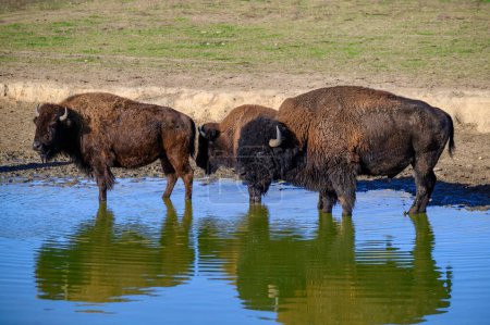 Téléchargez les photos : Vue d'un bison au milieu de l'Allemagne dans le parc naturel près de Stangerode - en image libre de droit