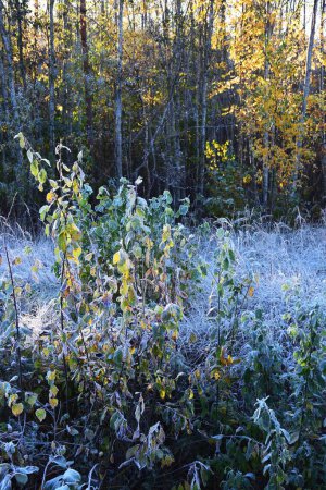 Foto de Una hermosa toma de hierba sin cortar cubierta de heladas en un bosque - Imagen libre de derechos