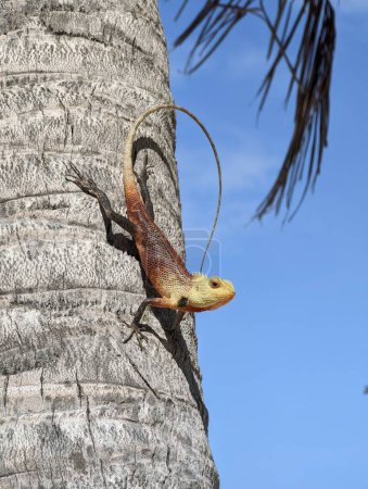 Photo for A vertical shot of an Oriental lizard on a palm tree on the beach of Maldives - Royalty Free Image