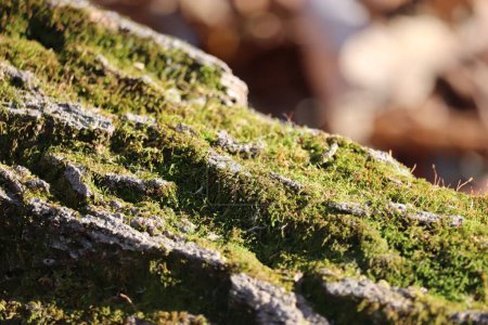 Photo for A closeup of a mossy stone against the blurred background - Royalty Free Image
