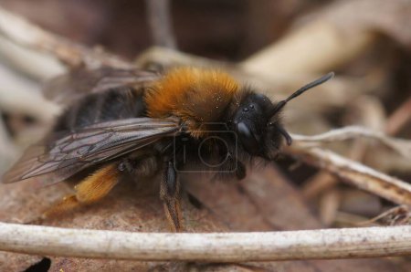 Téléchargez les photos : Gros plan naturel sur l'abeille minière d'une Clarke femelle, Andrena clarkella assise sur le sol - en image libre de droit