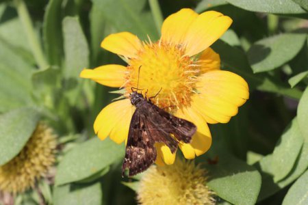 Téléchargez les photos : Gros plan d'une aile sombre d'Horace (Erynnis horatius) sur une fleur jaune - en image libre de droit