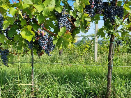 Téléchargez les photos : Les raisins mûrs sur les arbres dans le vignoble par une journée ensoleillée - en image libre de droit