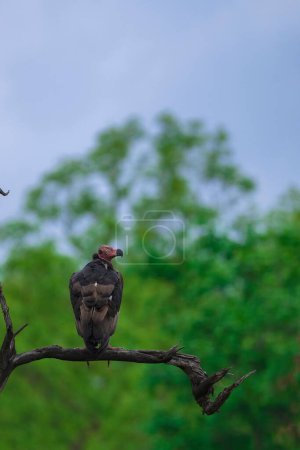 Téléchargez les photos : Plan vertical d'un vautour sombre perché sur une branche d'arbre dans une forêt - en image libre de droit