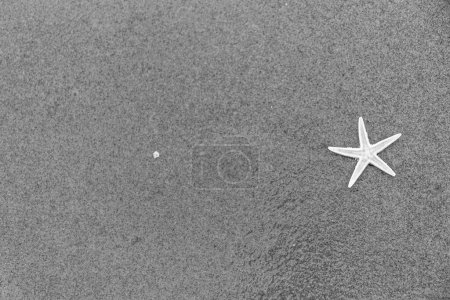 Téléchargez les photos : Une vue de dessus en niveaux de gris d'une étoile de mer sur le sable humide - en image libre de droit